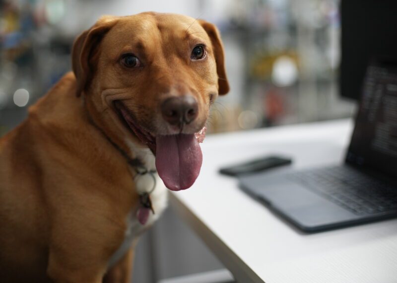 chief morale officer